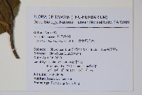 大葉馬兜鈴藏品圖，第2張