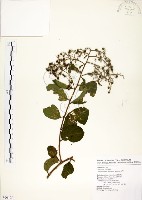 九芎藏品圖，第1張