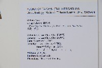 台灣土黨參藏品圖，第2張