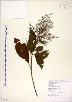 水金京藏品圖，第1張