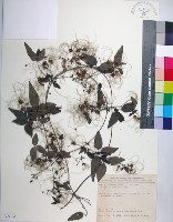 臺灣鐵線蓮藏品圖，第1張