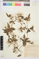 臺灣鐵線蓮藏品圖，第2張