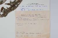 伏毛天芹菜藏品圖，第2張