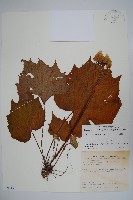 裂葉秋海棠藏品圖，第1張