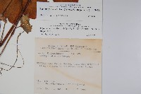 裂葉秋海棠藏品圖，第2張