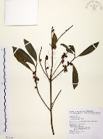 大明橘藏品圖，第1張