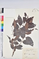 披針葉饅頭果藏品圖，第1張