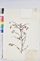 密花白飯樹藏品圖，第1張