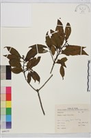 鈍齒鼠李藏品圖，第1張