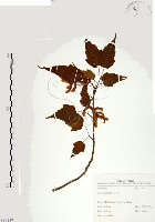 尖葉槭藏品圖，第1張