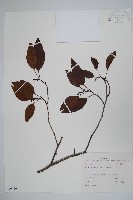 臺灣赤楊、臺灣榿木藏品圖，第1張