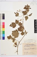 串鼻龍藏品圖，第1張