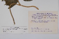 絨毛芙蓉蘭藏品圖，第2張