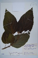 金平氏破布子藏品圖，第1張