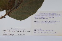 金平氏破布子藏品圖，第2張