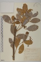 交趾衛矛藏品圖，第1張