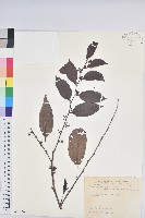 披針葉饅頭果藏品圖，第1張