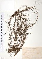 無根草藏品圖，第1張