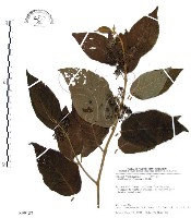 杜虹花，台灣紫珠藏品圖，第1張