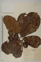 欖仁藏品圖，第1張