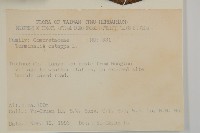 欖仁藏品圖，第2張