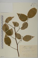 佩羅特木藏品圖，第1張