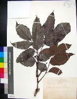 菲律賓火筒樹藏品圖，第1張