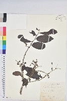 菲律賓饅頭果藏品圖，第1張