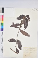 菲律賓饅頭果藏品圖，第1張