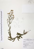 美洲假蓬藏品圖，第1張