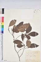 土密樹藏品圖，第1張