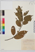 桶鉤藤藏品圖，第1張