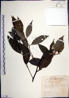 紅皮、葉下白、赤仔尾藏品圖，第1張