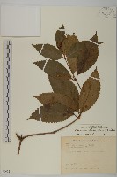 草珊瑚、紅果金粟蘭藏品圖，第1張