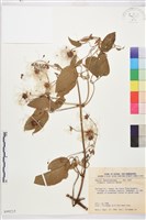 田代氏鐵線蓮藏品圖，第1張