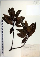 腺葉杜英藏品圖，第1張