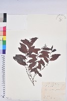 裡白饅頭果藏品圖，第1張