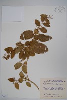 鷗蔓藏品圖，第1張