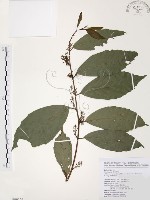 台灣山桂花藏品圖，第1張
