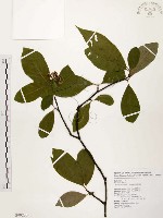 臺灣石楠藏品圖，第1張