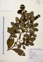 黃肉樹, 小梗木薑子藏品圖，第1張