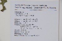 臺灣糊樗藏品圖，第2張