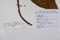水冬瓜藏品圖，第2張