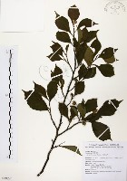 烏皮九芎、奮起湖野茉莉藏品圖，第1張