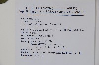 倒卵葉冬青、金平氏冬青藏品圖，第2張