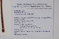 圓果秋海棠藏品圖，第2張