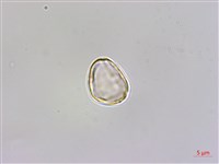 圓果秋海棠藏品圖，第3張