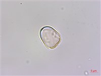 圓果秋海棠藏品圖，第4張