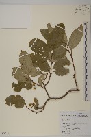 光果南蛇藤藏品圖，第1張