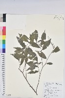 密花五月茶藏品圖，第1張